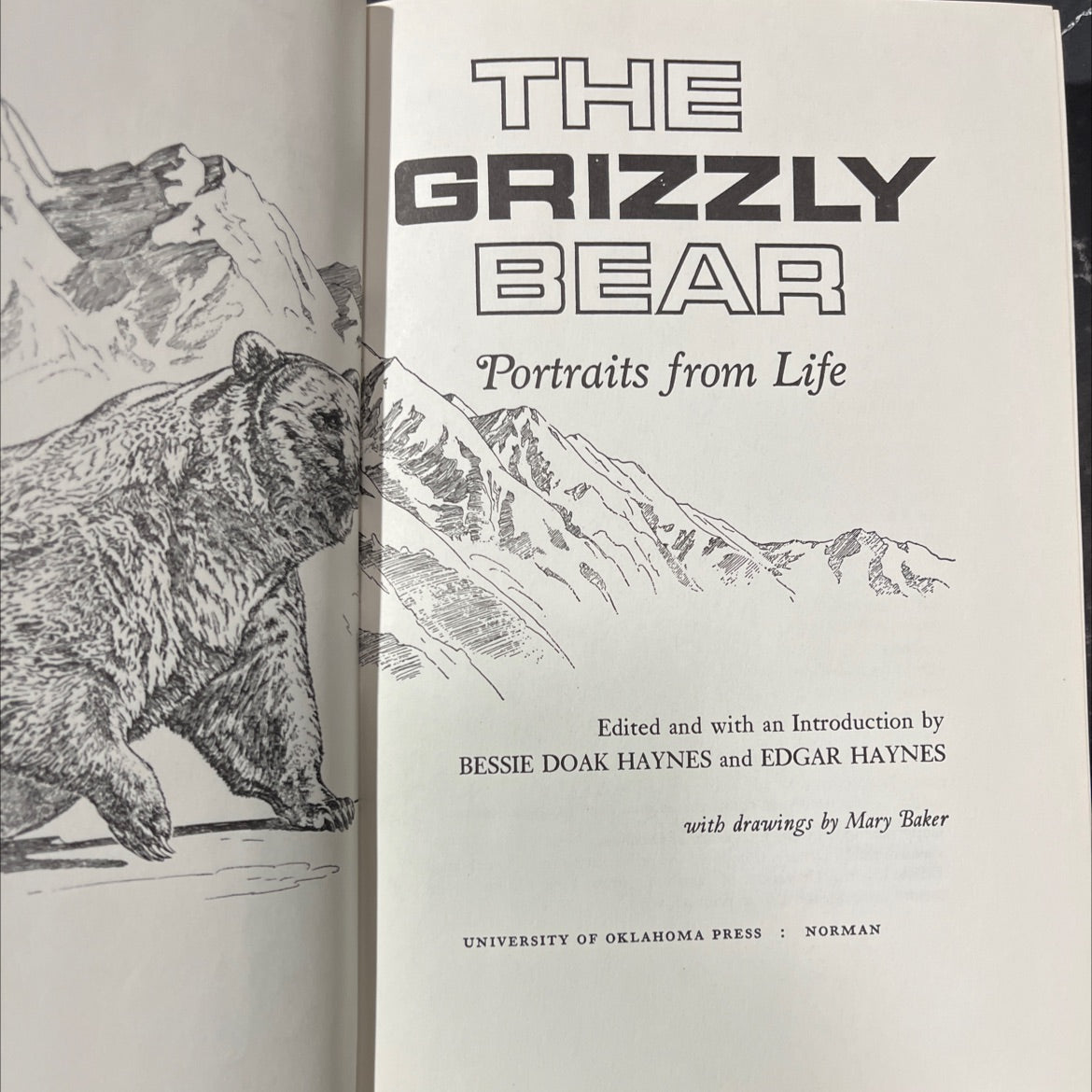 the grizzly bear portraits from life book, by bessie doak haynes, edgar haynes, 1979 Hardcover image 2