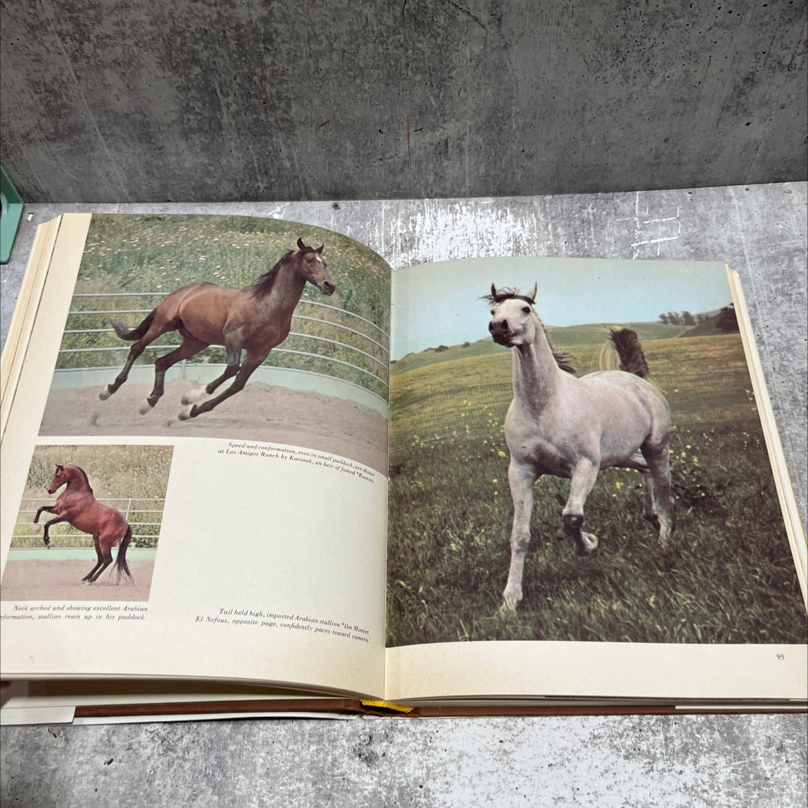 the horse in the west book, by bradley smith, 1969 Hardcover image 4
