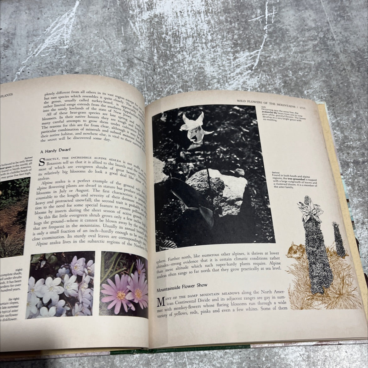 the illustrated library of nature book, by unknown, 1971 Hardcover image 4