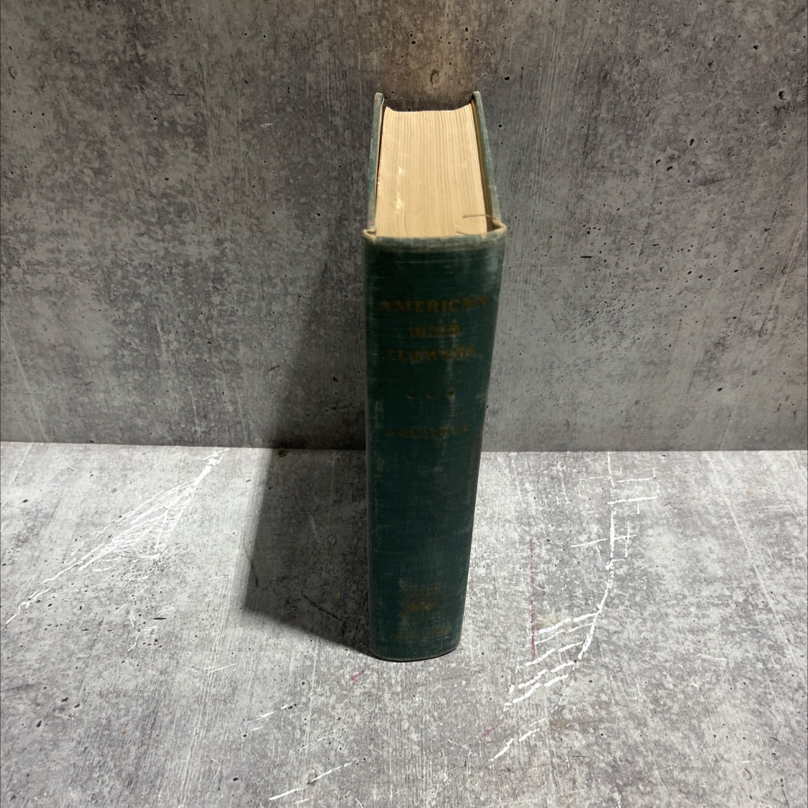 the new illustrated naturalist american wild flowers book, by harold n. moldenke, 1949 Hardcover image 4