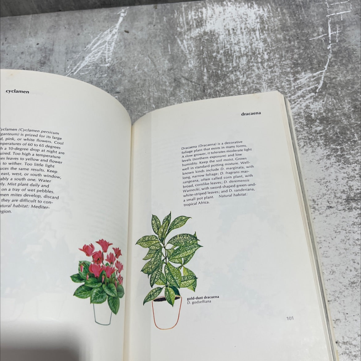 the new york times book of house plants book, by allianora rosse, 1973 Paperback image 4