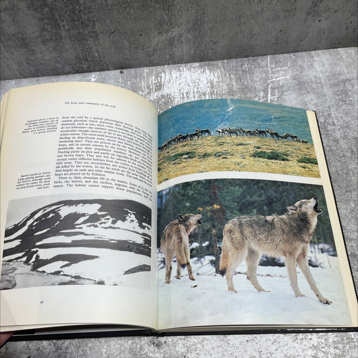 the order of wolves book, by Richard Fiennes, 1976 Hardcover image 4