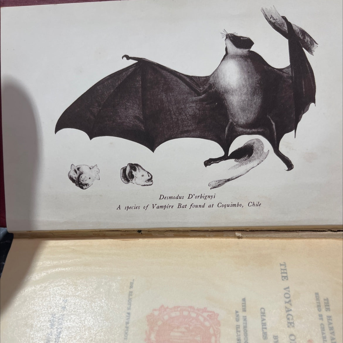 the voyage of the beagle book, by charles darwin, 1909 Hardcover image 4