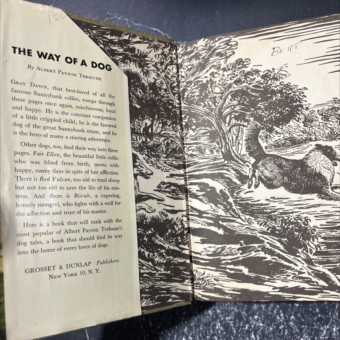 the way of a dog being the further adventures of gray dawn and some others book, by albert payson terhune, 1932 image 4