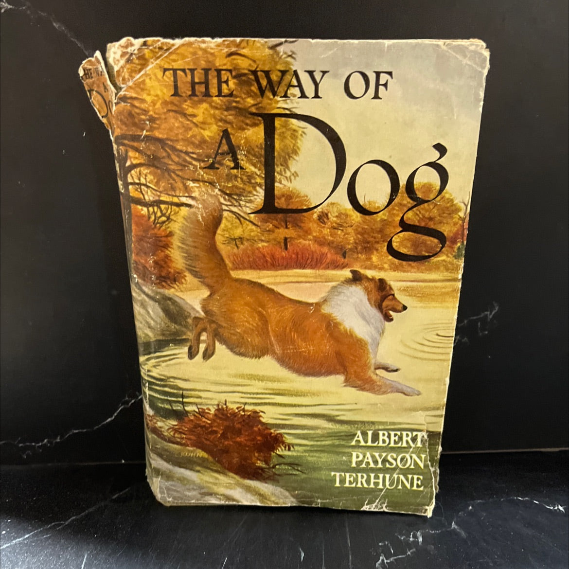 the way of a dog being the further adventures of gray dawn and some others book, by albert payson terhune, 1932 image 1