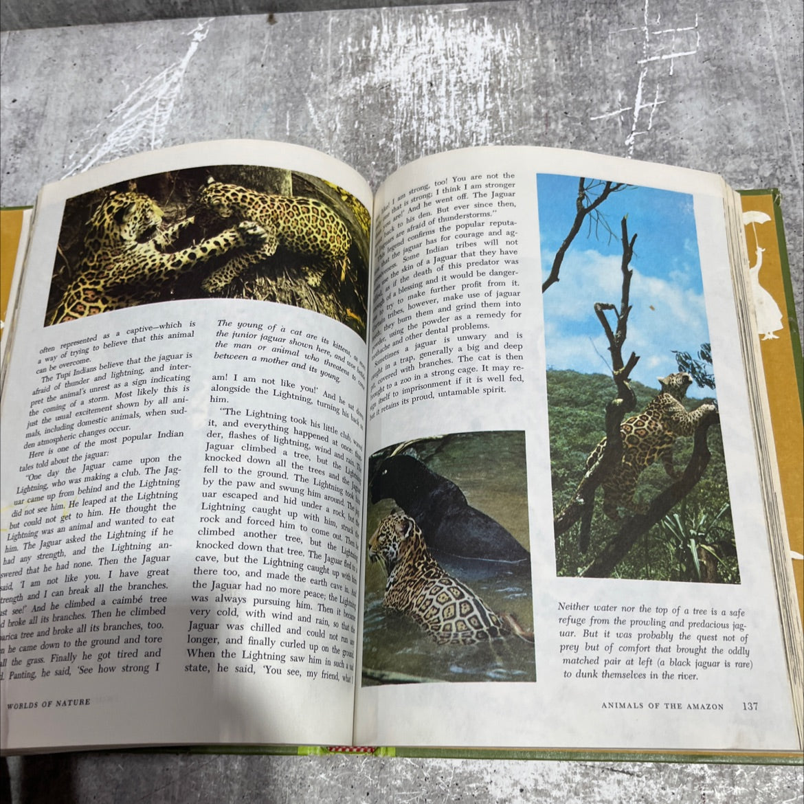 the wonderful worlds of walt disney worlds of nature book, by rutherford platt, 1965 Hardcover image 4
