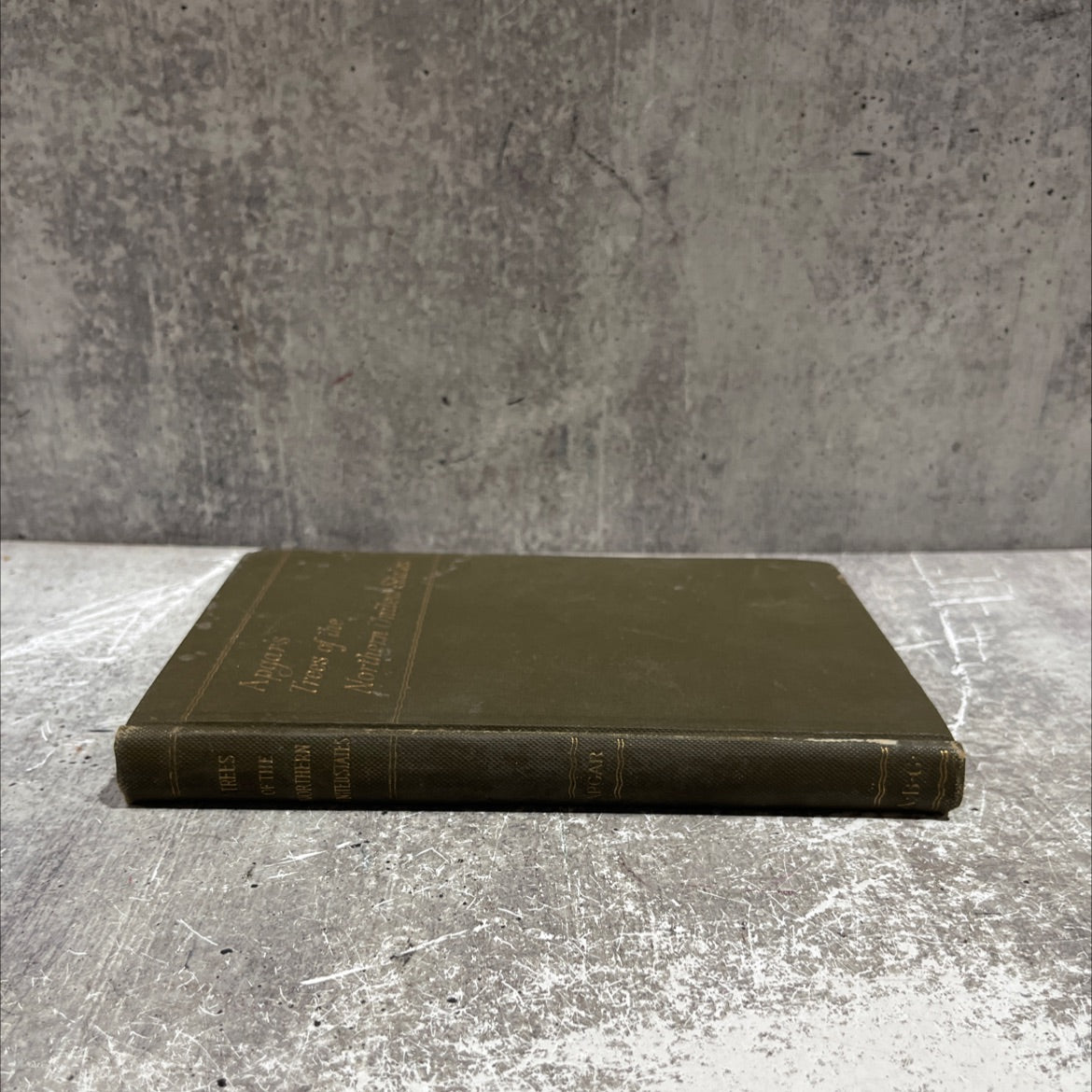 trees of the northern united states their study description and determination for the use of schools and private image 4