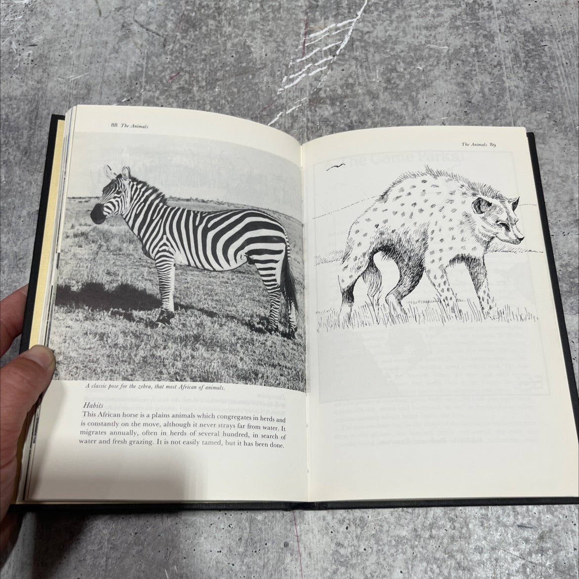 visiting kenya book, by john brigden, 1987 Hardcover image 4