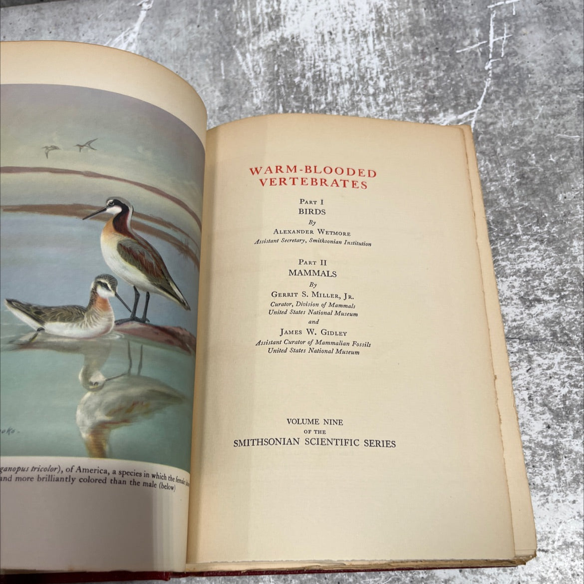 warm-blooded vertebrates part i birds book, by alexander wetmore, gerrit s. miller, jr., james w. gidley, 1934 Hardcover image 2