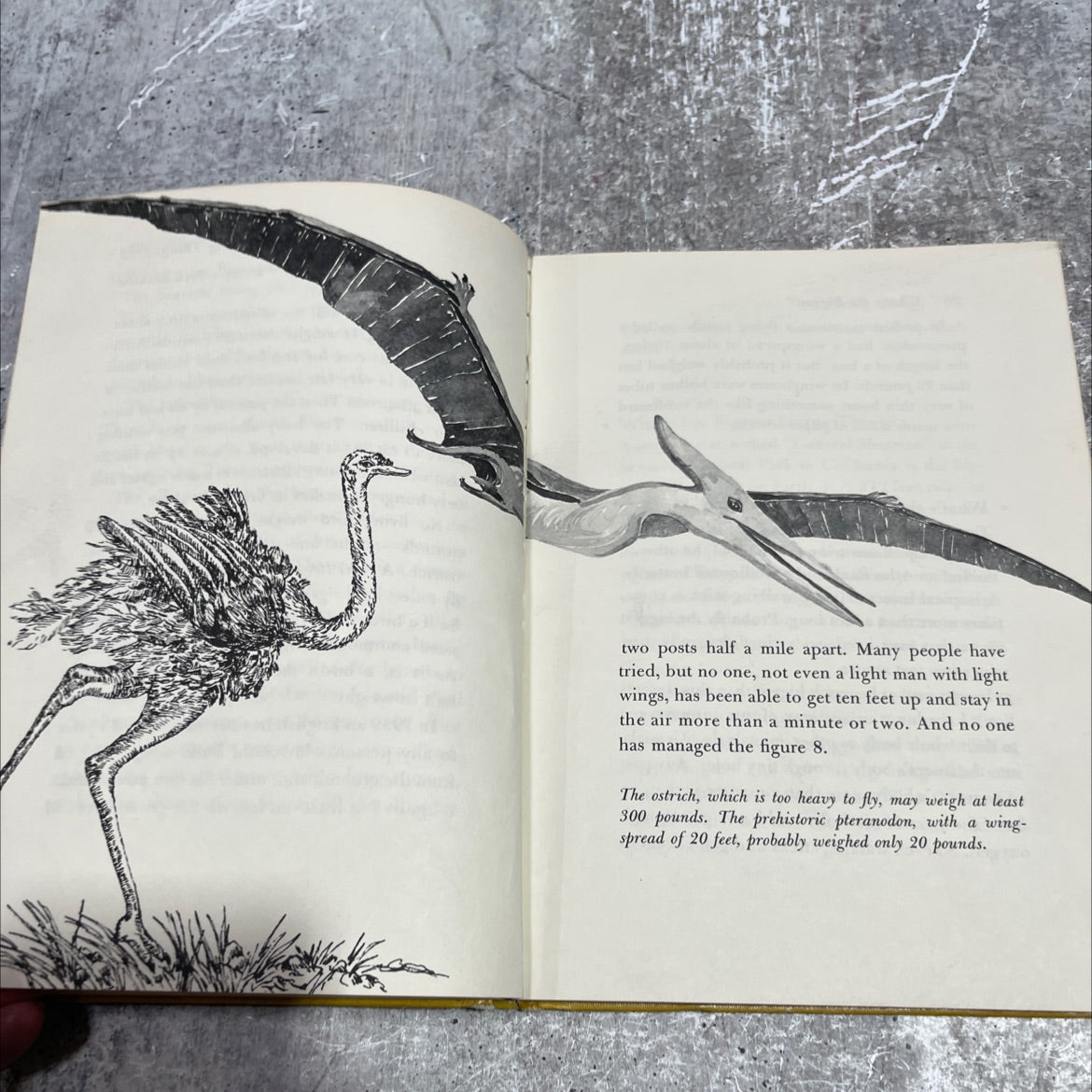 what's the biggest? book, by barbara r. fogel, 1966 Hardcover image 4