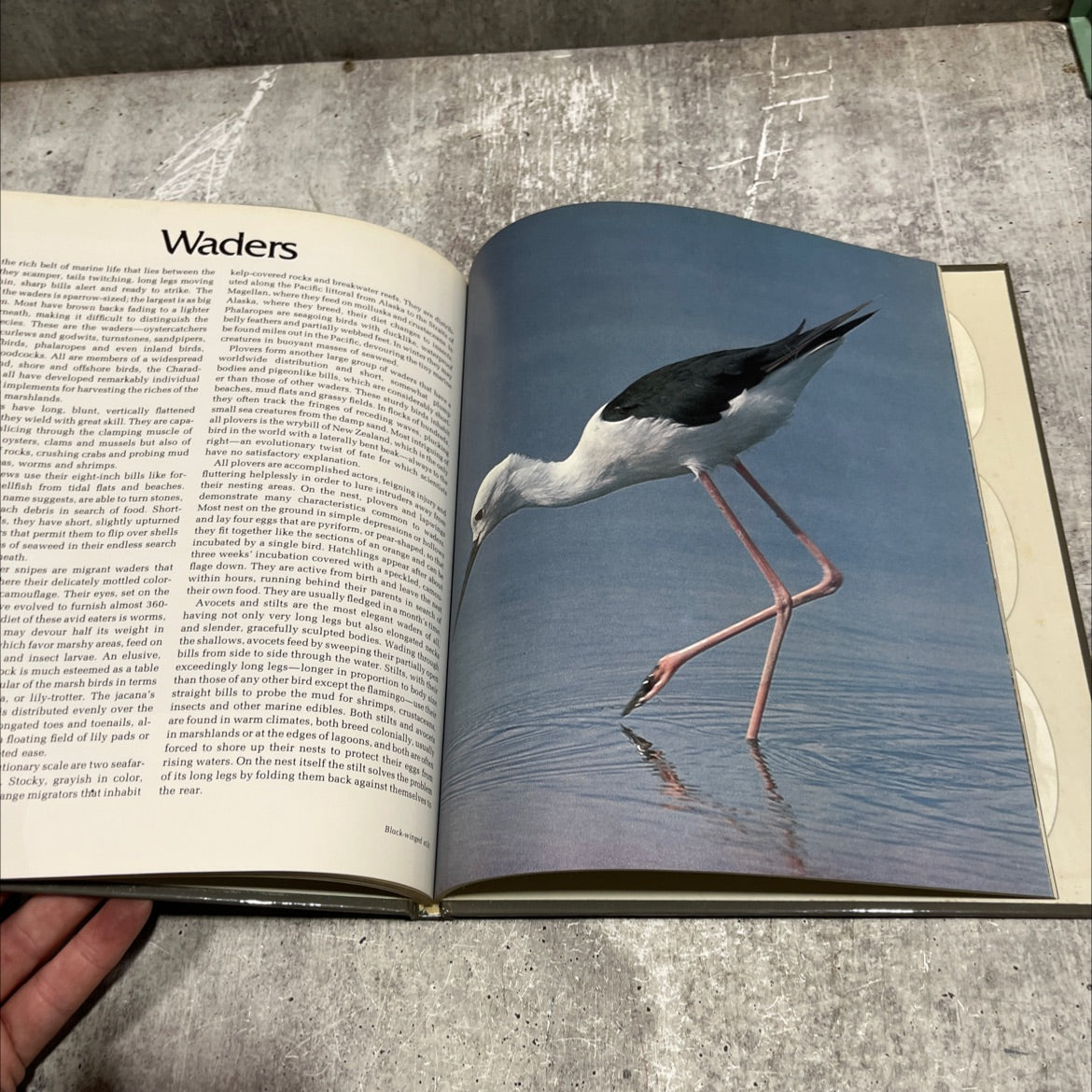 wild, wild world of animals birds of sea, shore & stream book, by unknown, 1976 Hardcover image 4