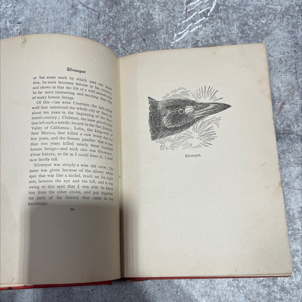 wild animals have known and-200-drawings book, by ernest thompson seton, 1912 Hardcover image 4