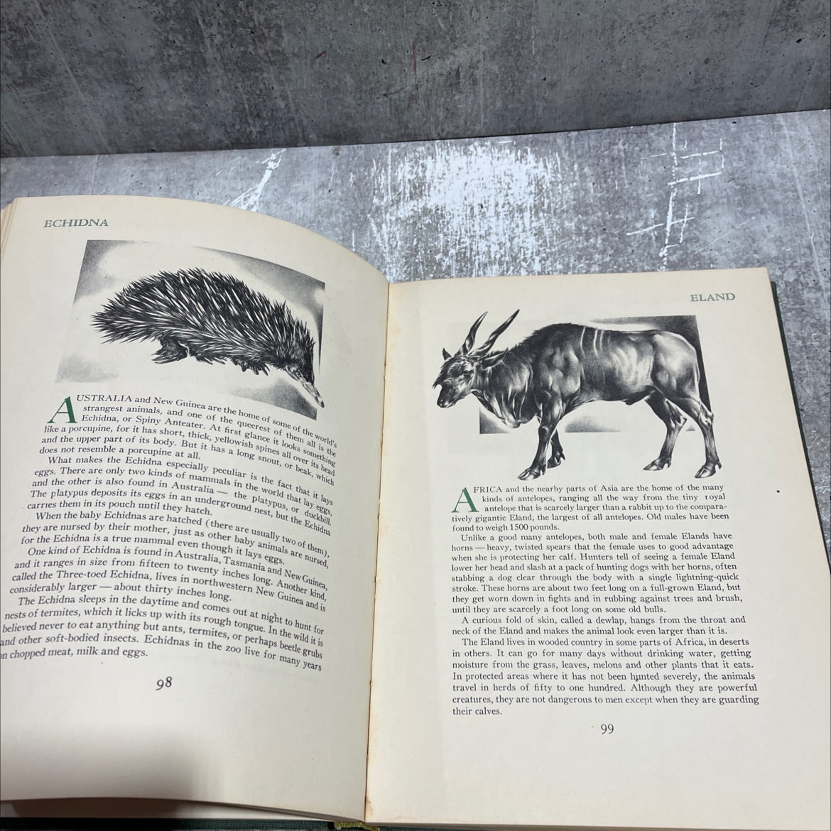 wild animals of the world book, by mary baker, william bridges, 1948 Hardcover image 4