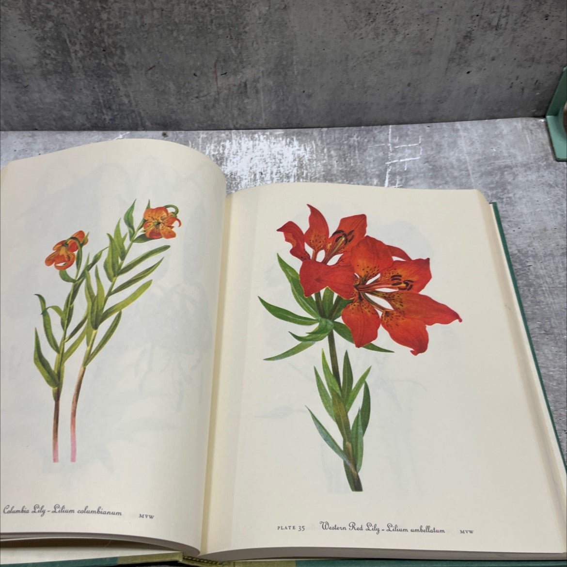 wild flowers of america book, by unknown, 1978 Hardcover image 4