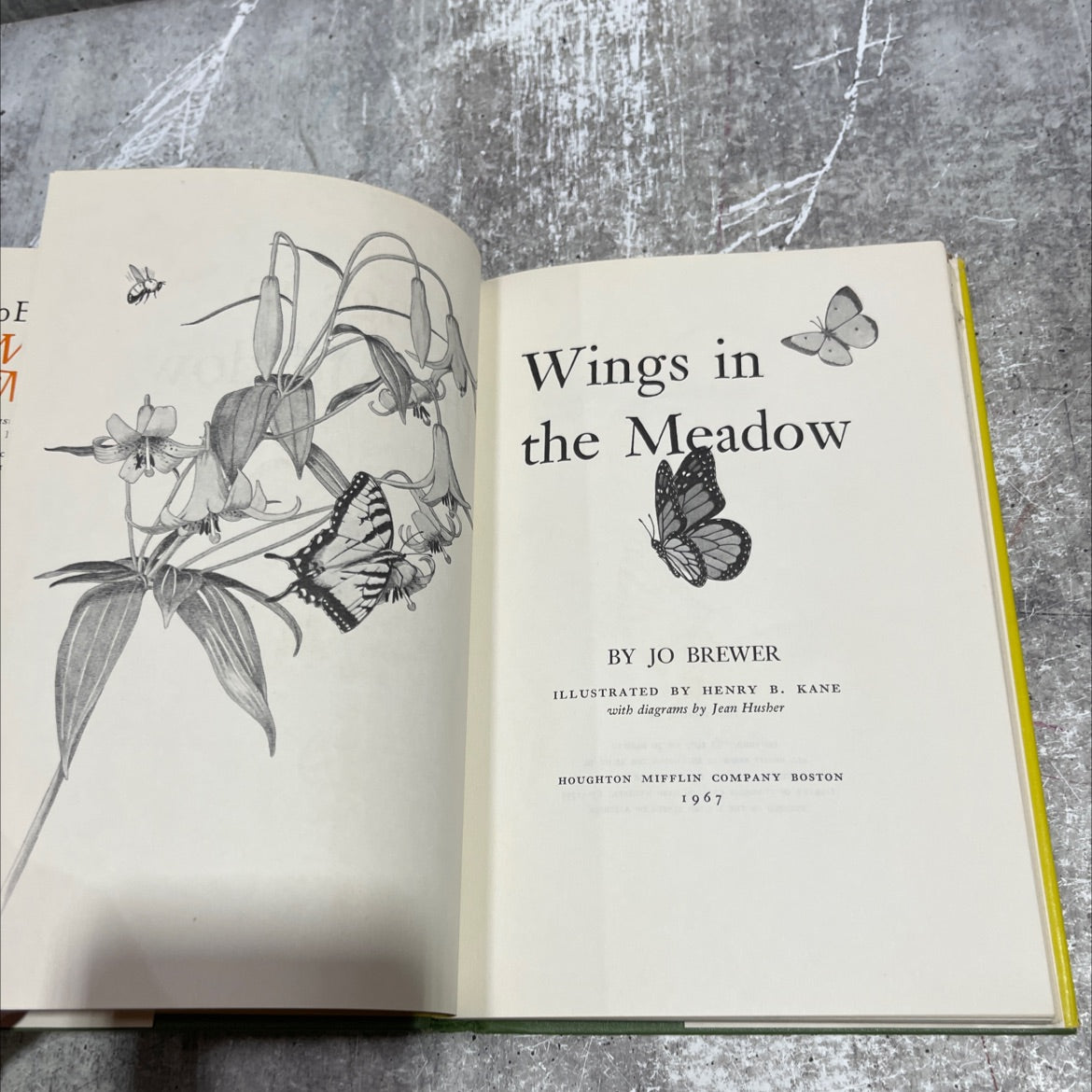 wings in the meadow book, by jo brewer, 1967 Hardcover image 2