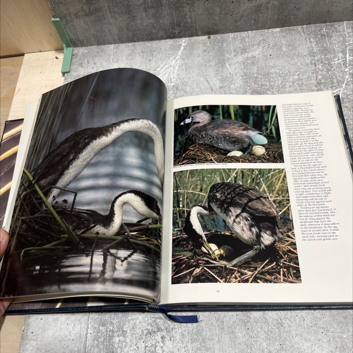 wonder birds book, by unknown, 1983 Hardcover image 4
