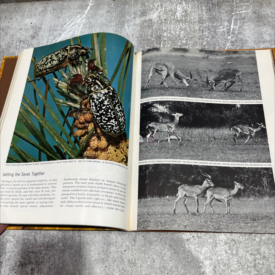 animal behavior book, by Niko Tinbergen, 1965 Hardcover image 4