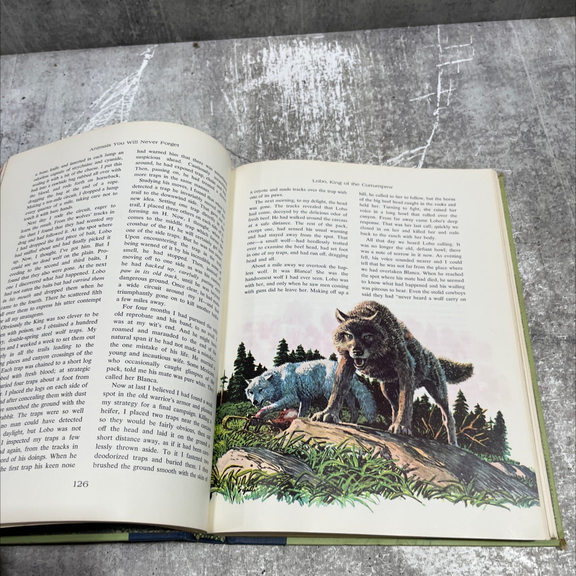 animals you will never forget book, by unknown, 1969 Hardcover image 4