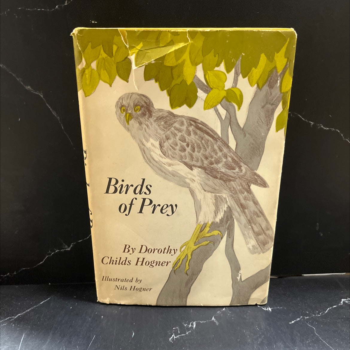 birds of prey book, by dorothy childs hogner, 1969 Hardcover image 1