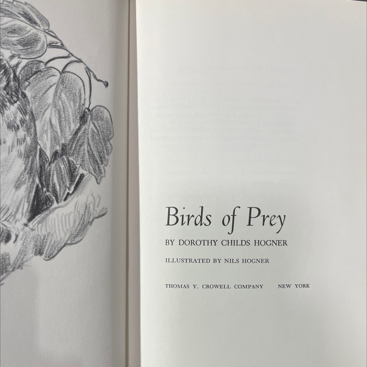 birds of prey book, by dorothy childs hogner, 1969 Hardcover image 2