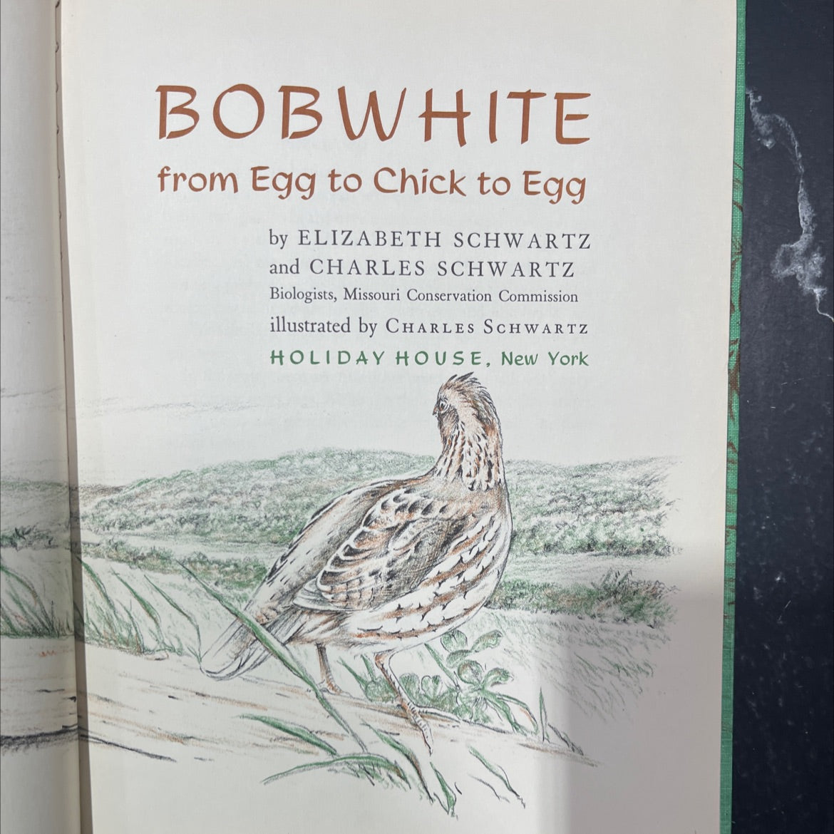 bobwhite from egg to chick to egg book, by elizabeth schwartz and charles schwartz, 1959 Hardcover image 2
