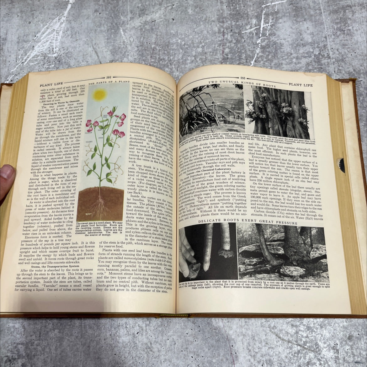 compton's pictured encyclopedia and fact-index book, by unknown, 1954 Hardcover image 4