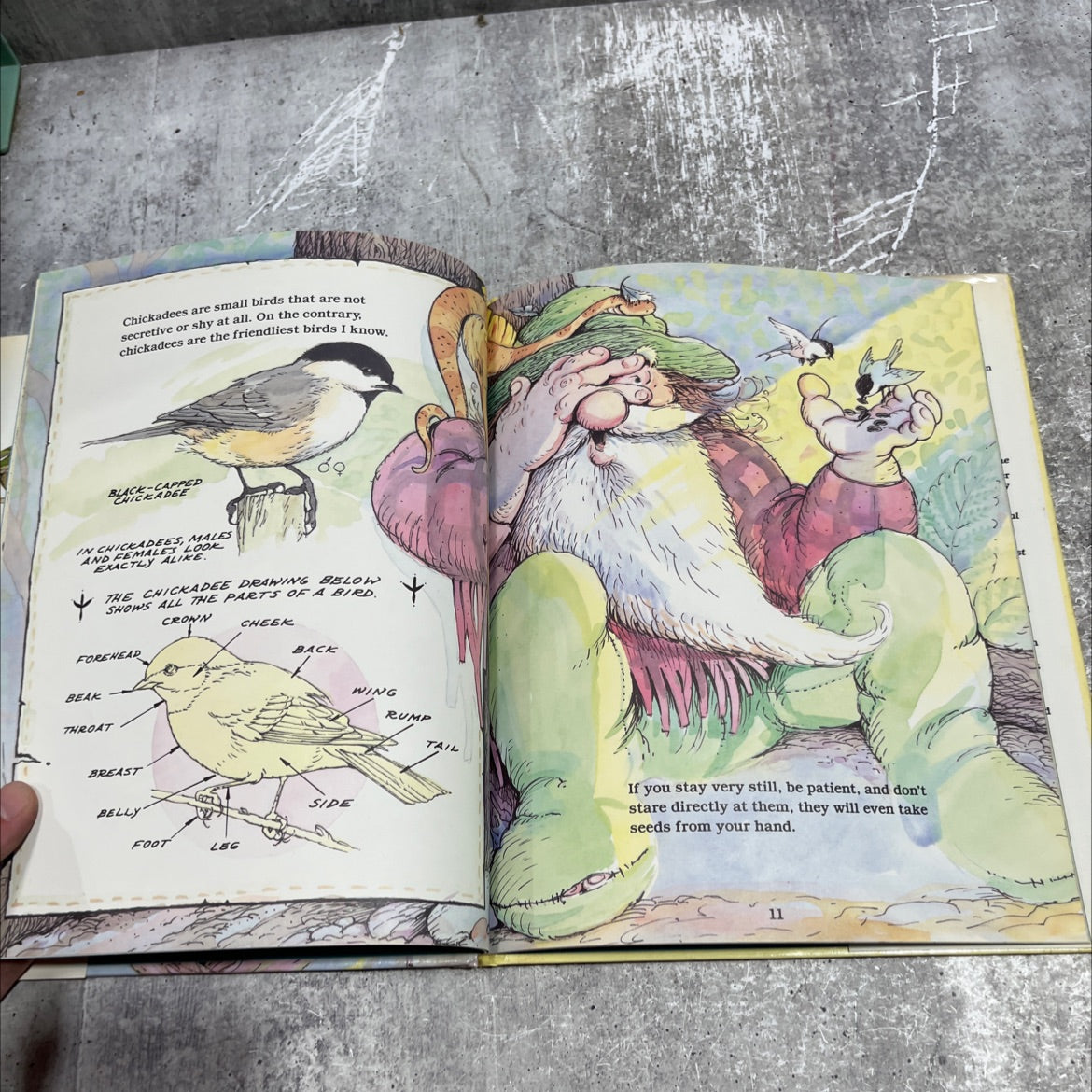 crinkleroot's guide to knowing the birds book, by Jim Arnosky, 1992 Hardcover image 4