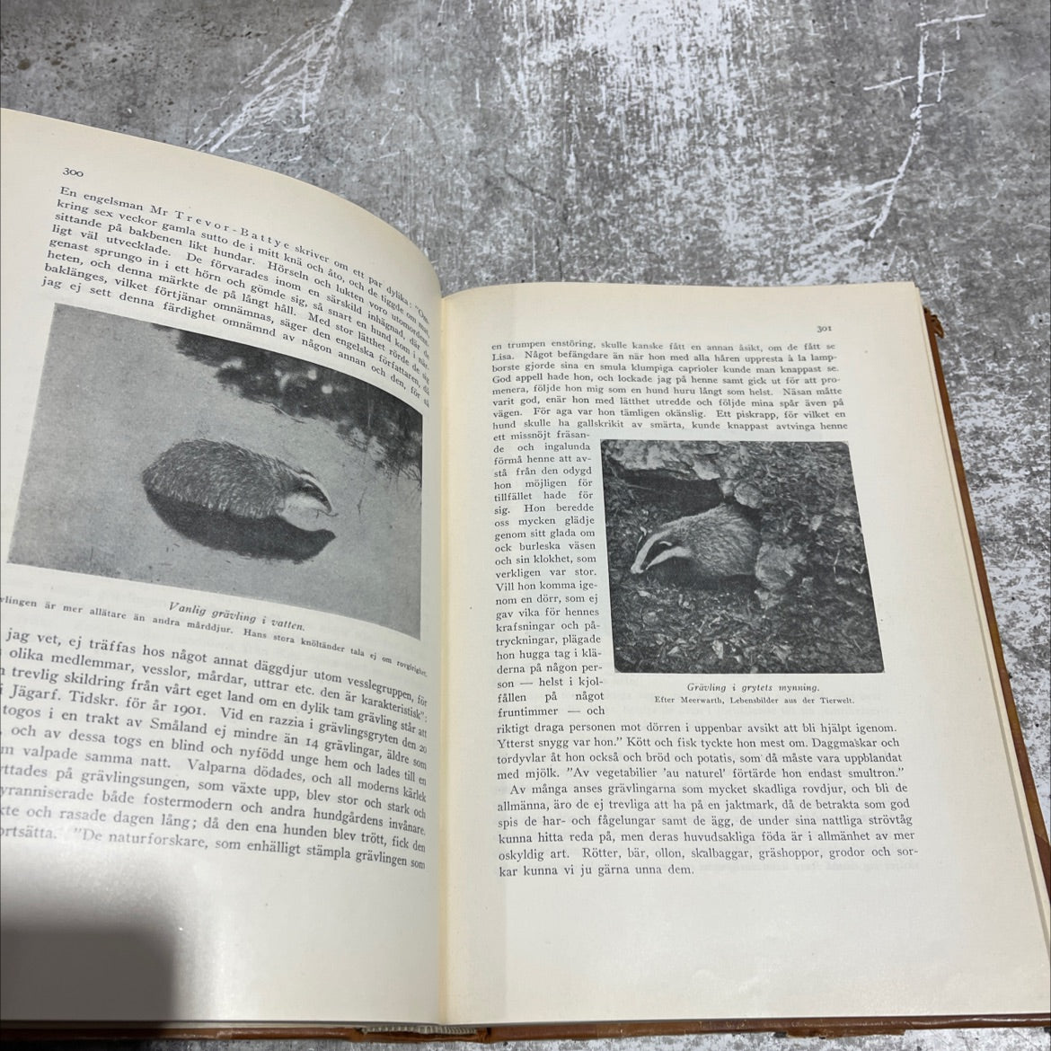 de levande djuren på jorden populära skildringar från livet i naturen book, by charles j. cornish, 1925 Hardcover image 4