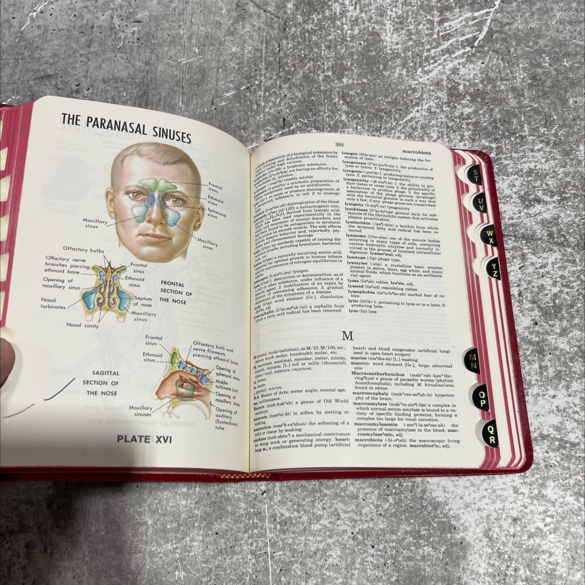 dorland's pocket medical dictionary book, by unknown, 1977 Leather image 4