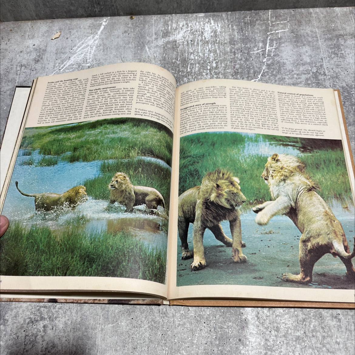 funk & wagnalls wildlife encyclopedia book, by Dr. Maurice Burton and Robert Burton, 1970 Hardcover image 4