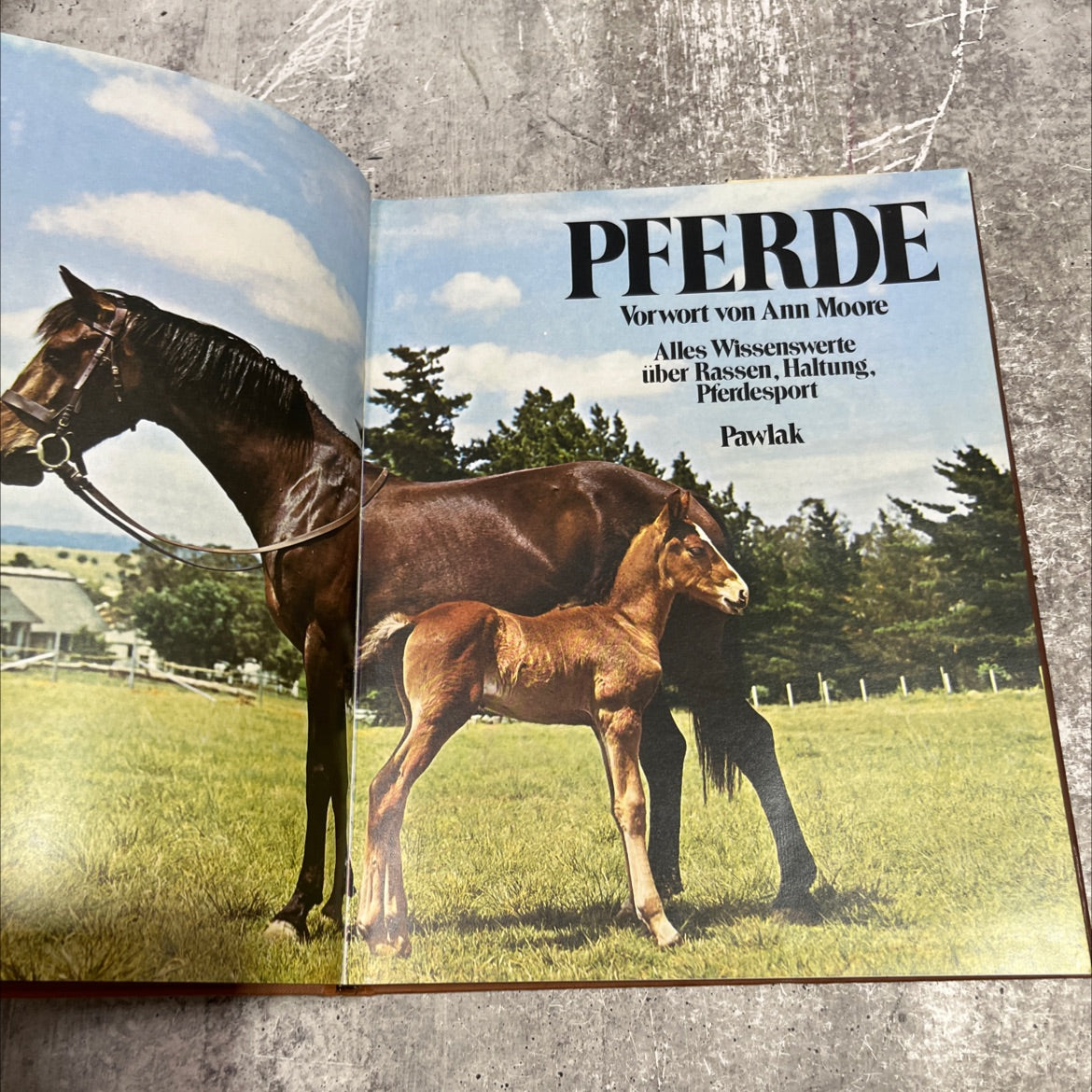 horses book, by Manfred Pawlak, 1984 Hardcover image 2