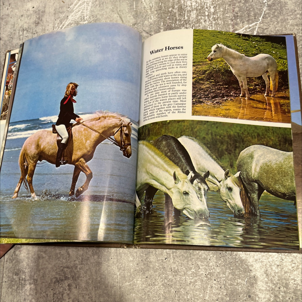 horses book, by jane burton, 1984 Hardcover image 4