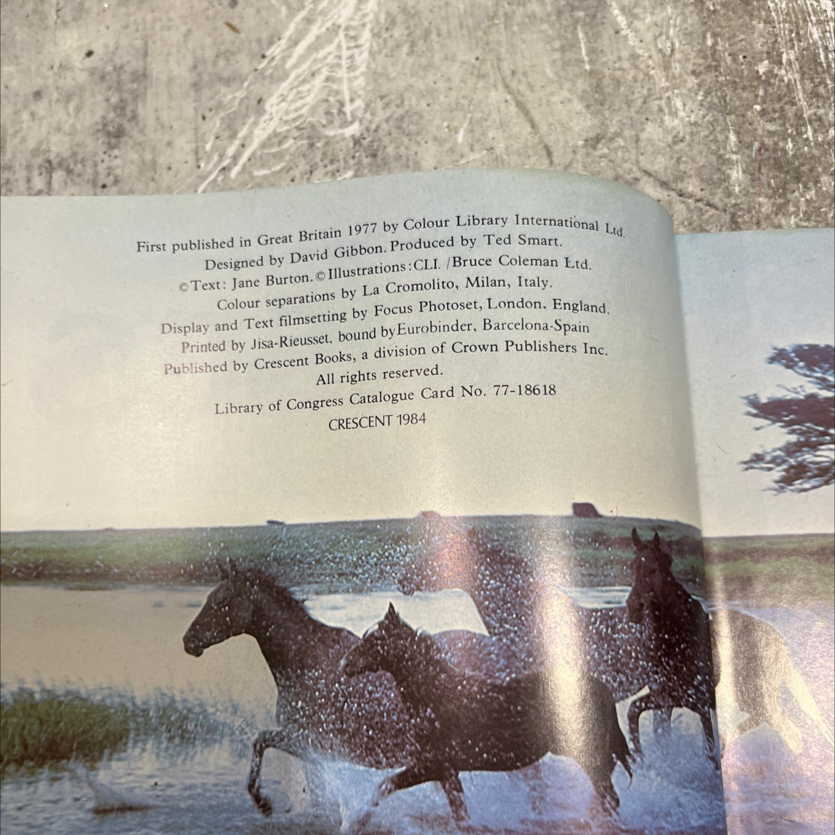 horses book, by jane burton, 1984 Hardcover image 3