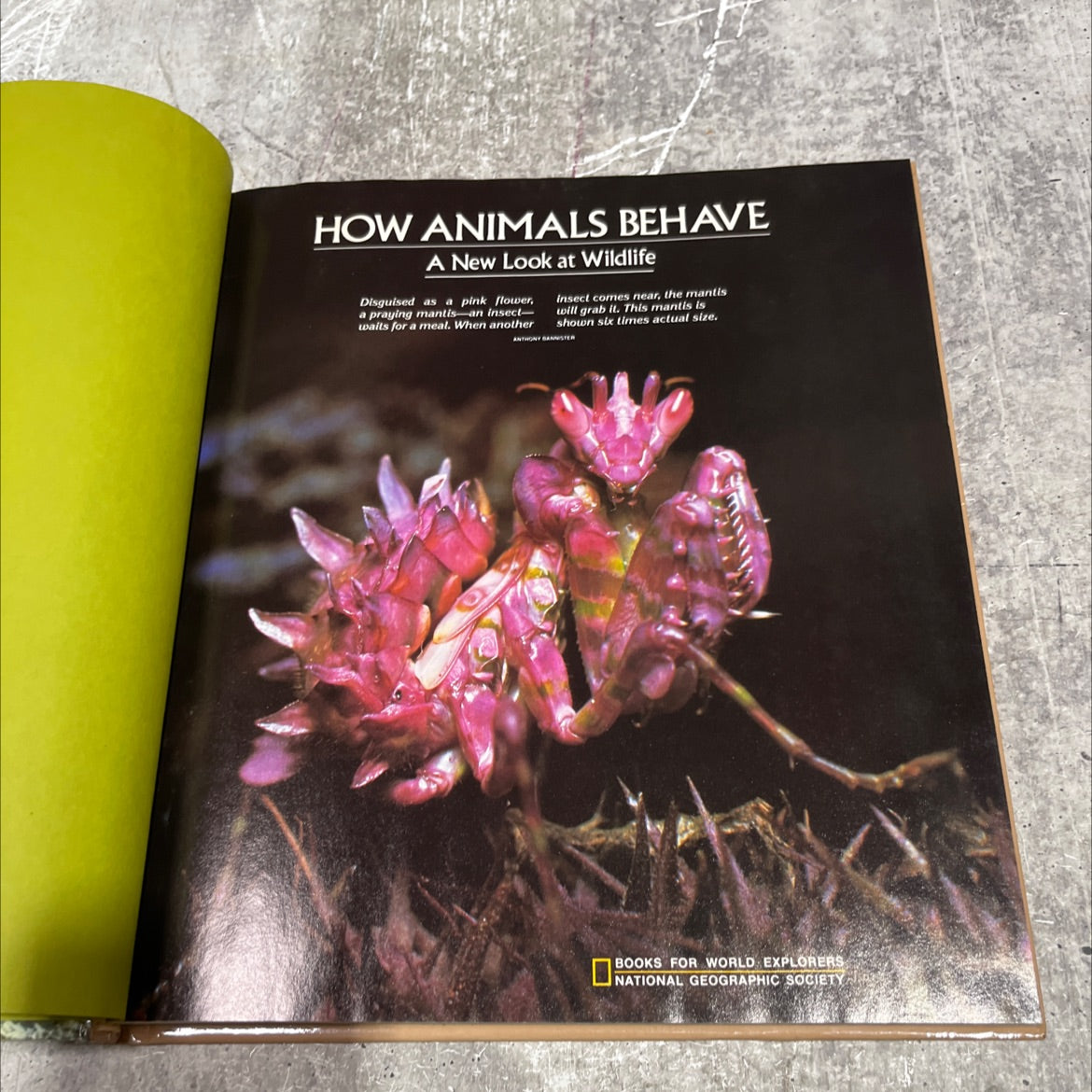 how animals behave book, by anthony bannister, 1984 Hardcover image 2