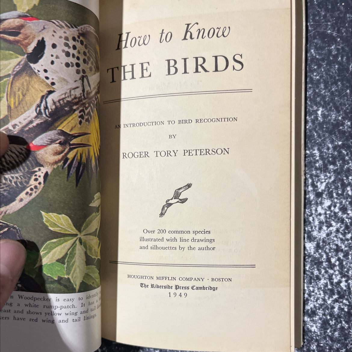 how to know the birds an introduction to bird recognition book, by roger tory peterson, 1949 Hardcover image 2