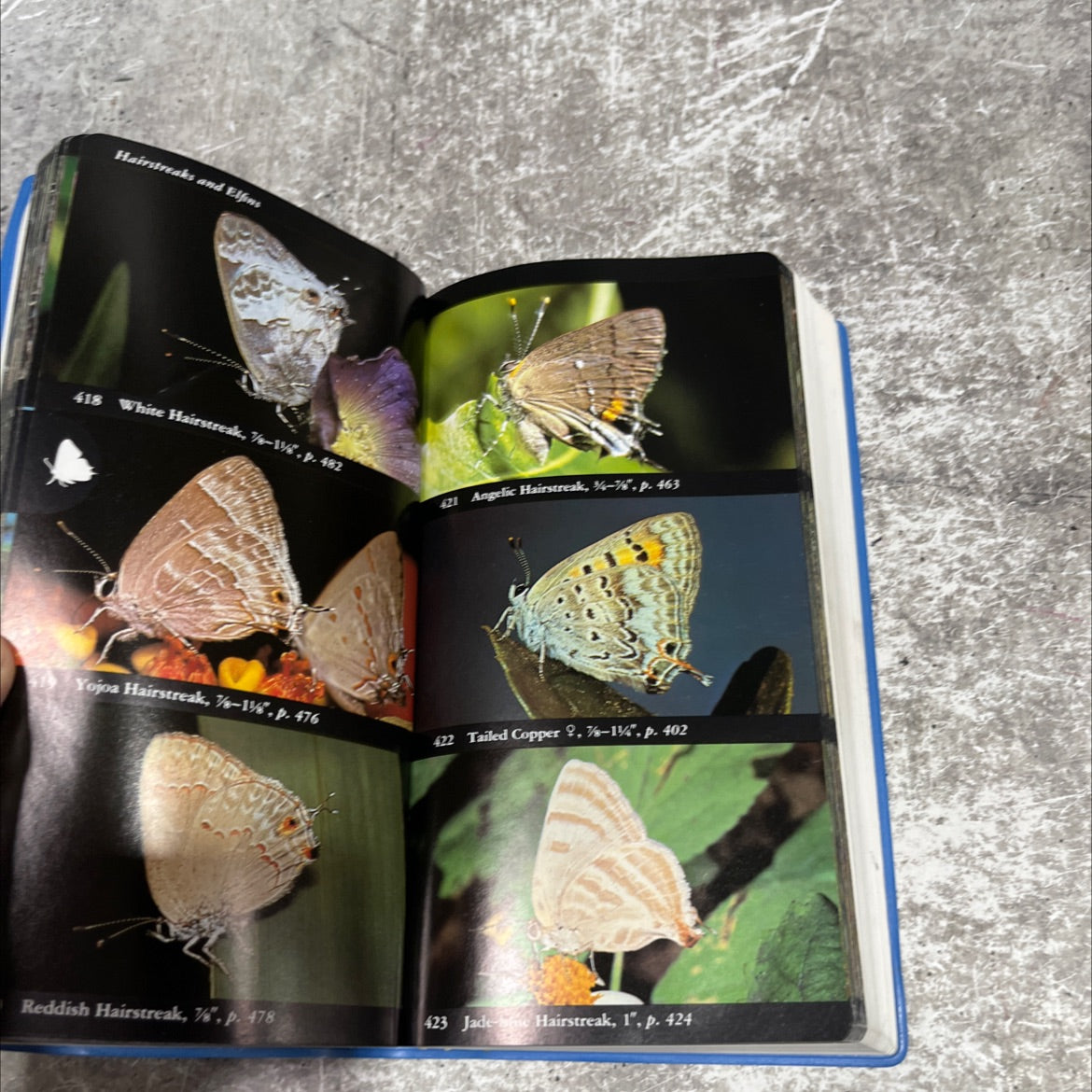 national audubon society field guide to north american butterflies book, by robert michael pyle, 1994 Hardcover image 4