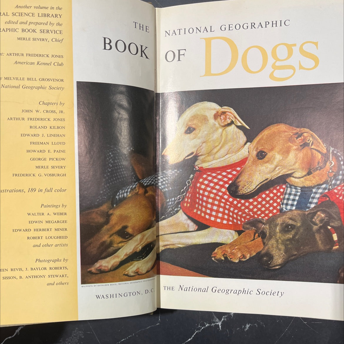 national geographic book of dogs book, by merle severy, arthur frederick jones, 1958 Hardcover image 2