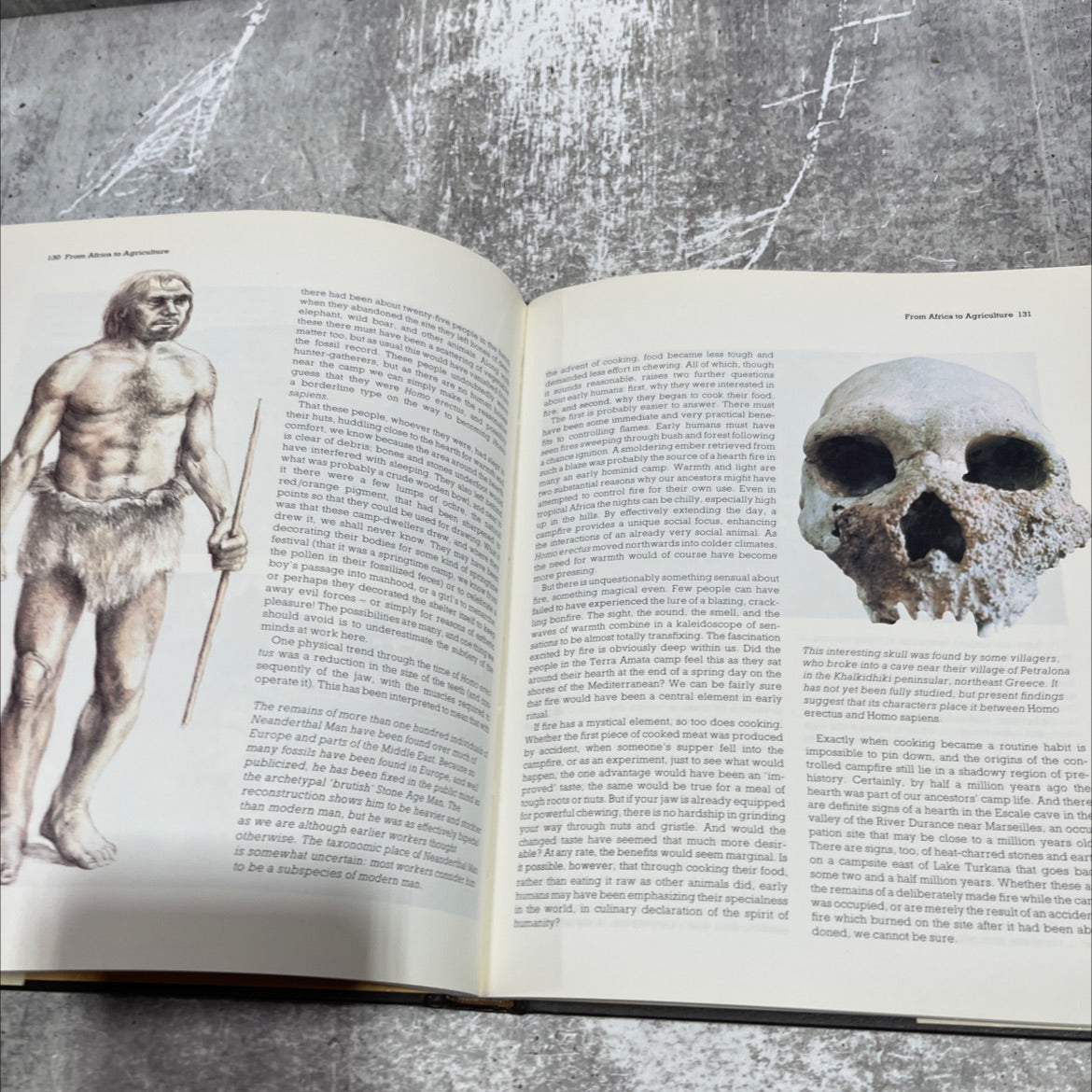 origins book, by Richard E. Leakey and Roger Lewin, 1977 Hardcover image 4