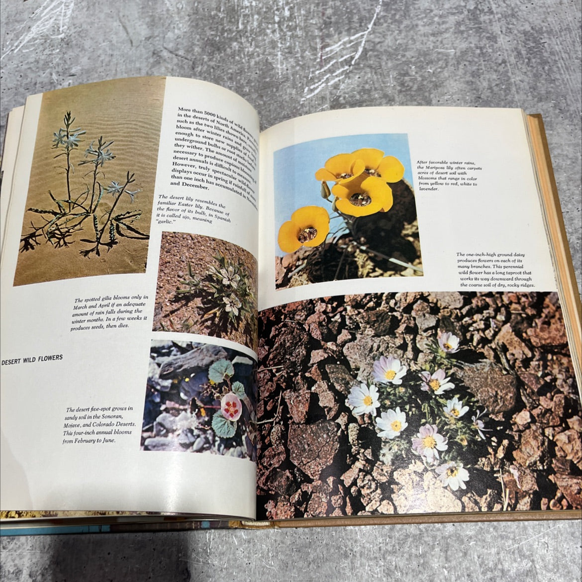 our living world of nature the life of the desert book, by ann and myron sutton, 1966 Hardcover image 4