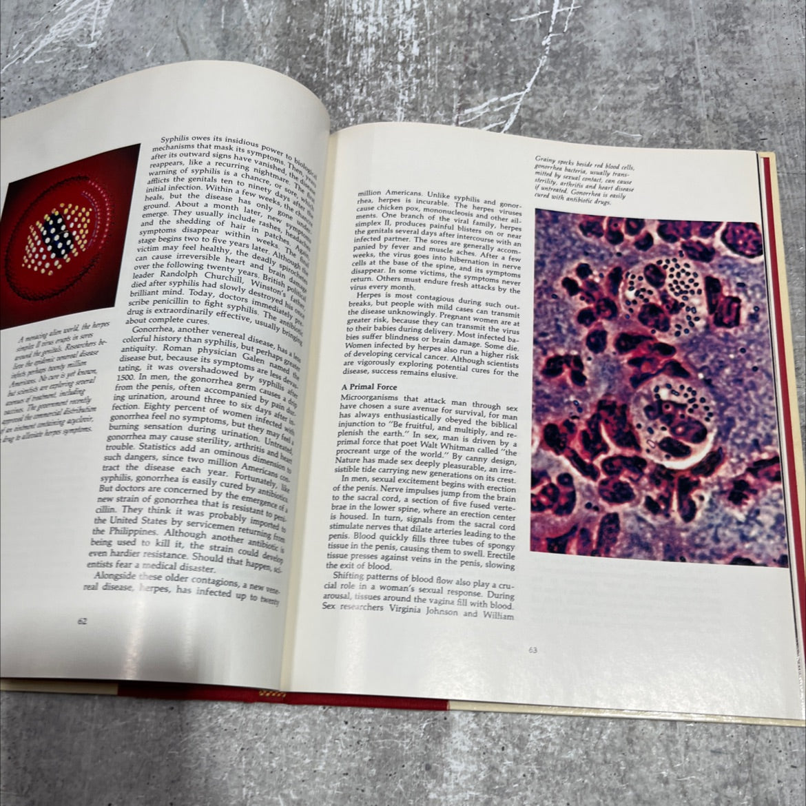 reproduction: the cycle of life book, by karen jensen, 1982 Hardcover image 4