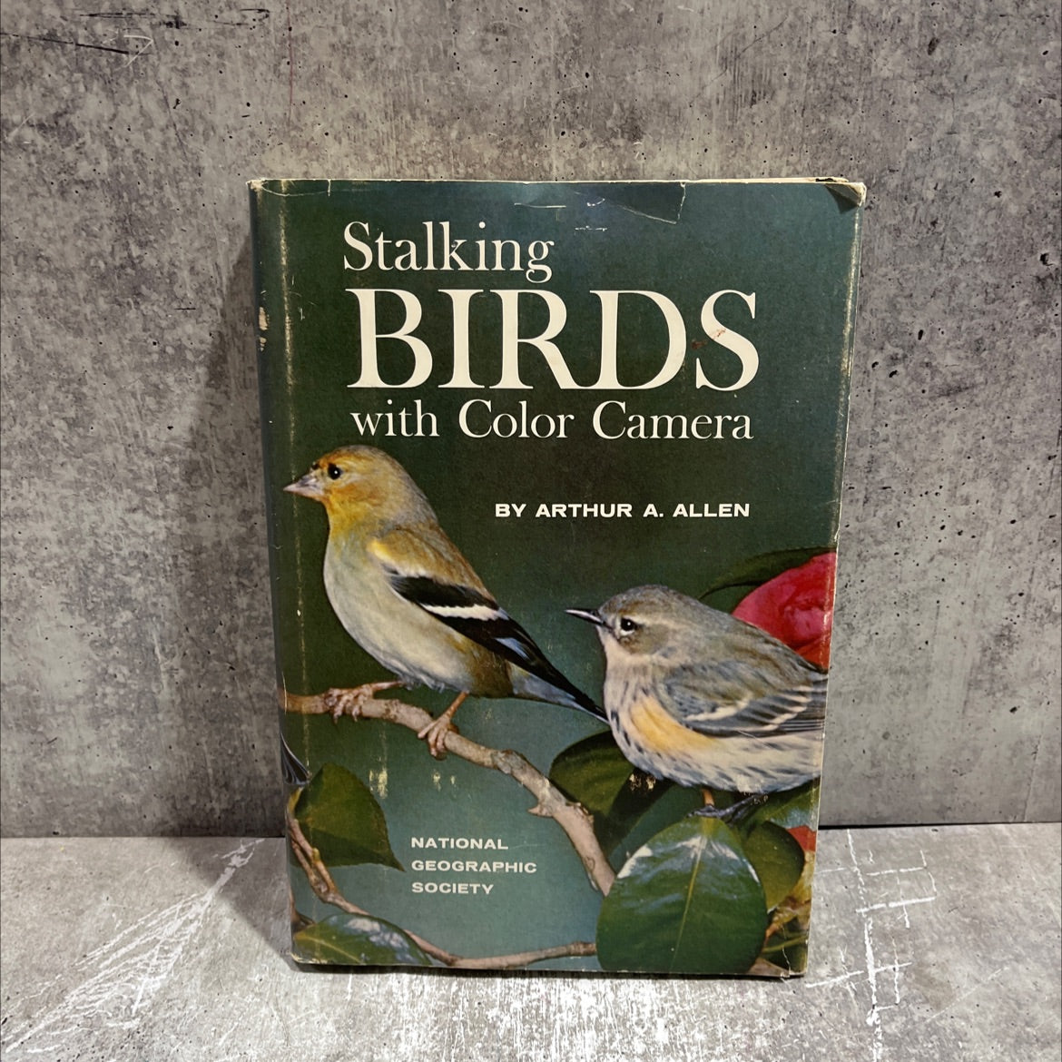 stalking birds with color camera book, by arthur a. allen, ph.d., 1961 Hardcover image 1