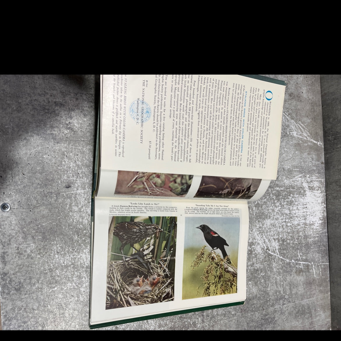 stalking birds with color camera book, by arthur a. allen, ph.d., 1961 Hardcover image 4