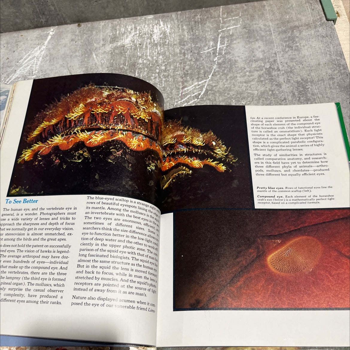 the adventure of life book, by Jacques Yves Cousteau, 1975 Hardcover image 4