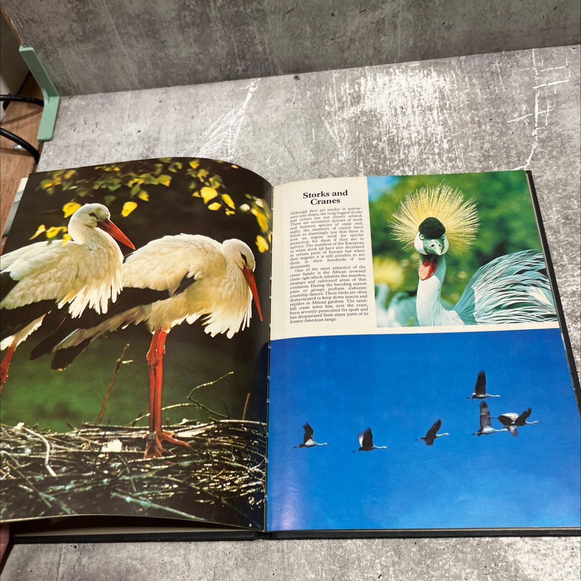 the color nature library birds book, by bruce coleman, 1997 Hardcover image 4