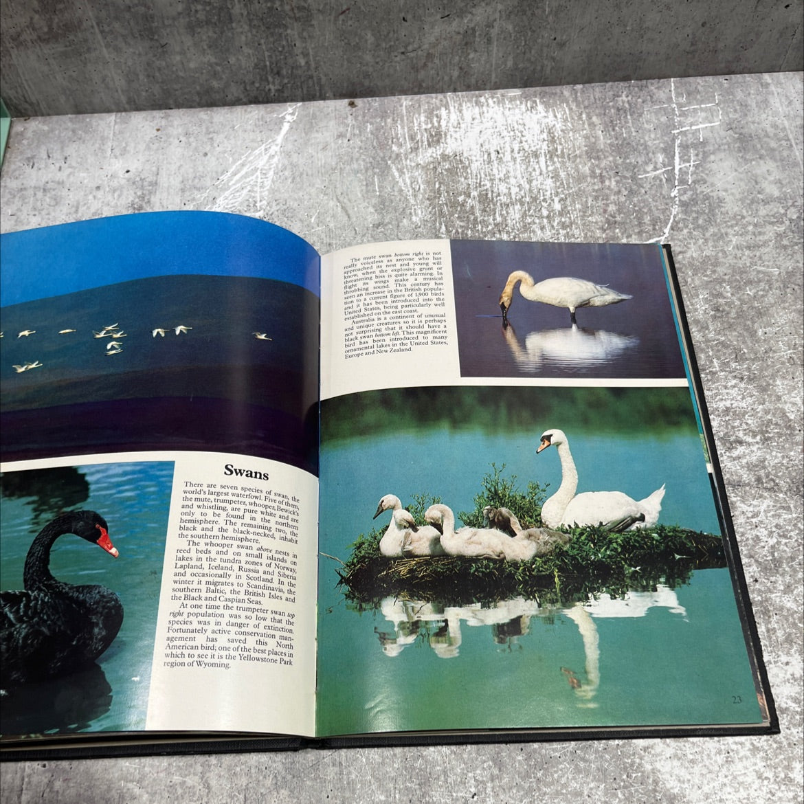 the color nature library birds book, by bruce coleman, 1997 Hardcover image 3