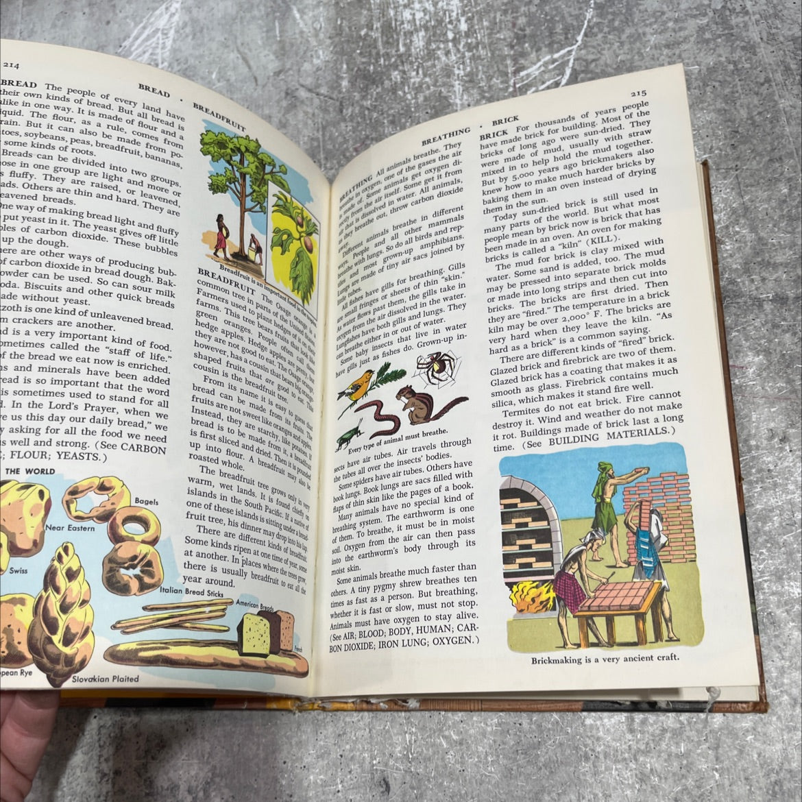 the golden book encyclopedia volume iii-boats to cereals book, by bertha morris parker, 1959 Hardcover image 4
