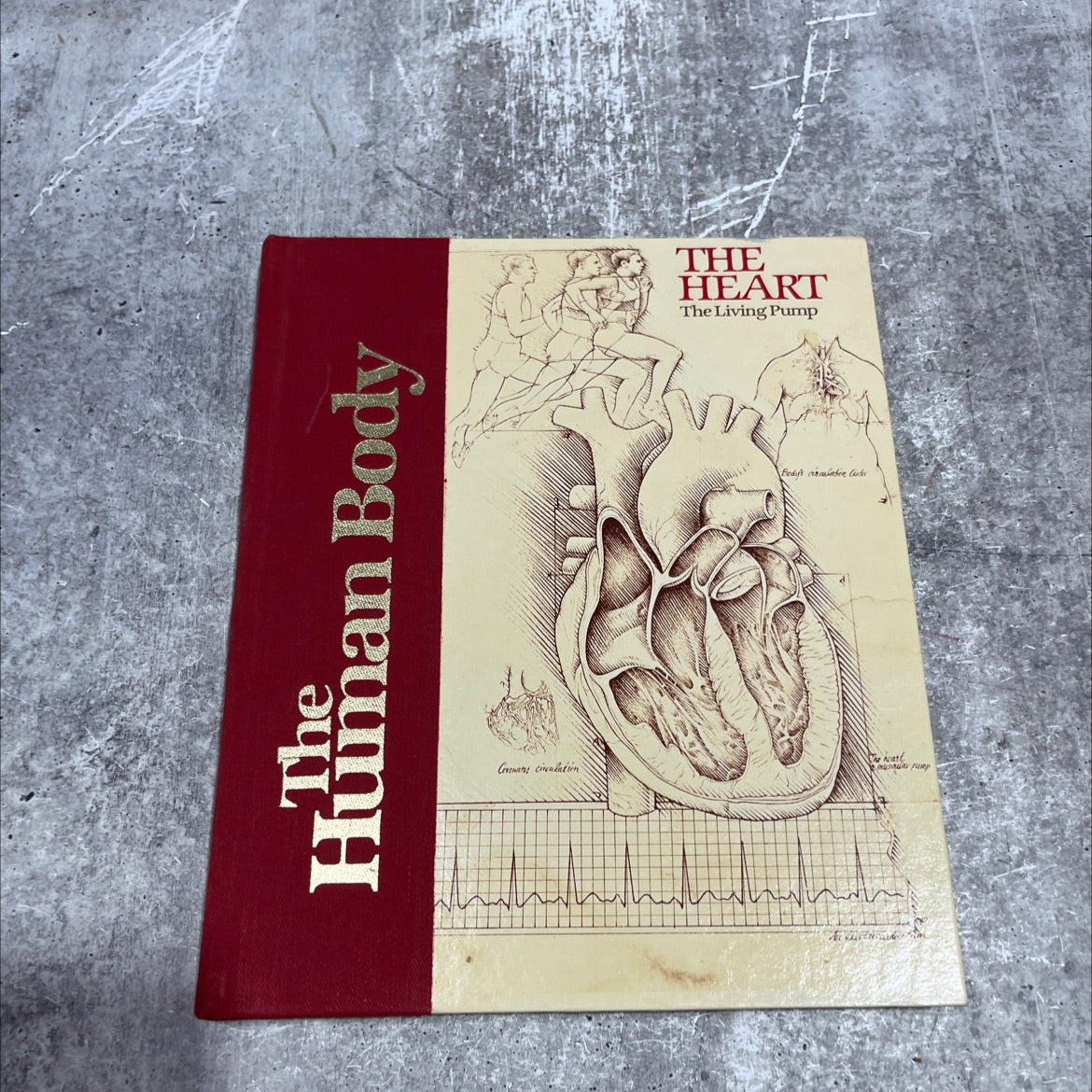 the heart: the living pump book, by Goode P. Davis, Jr., Edwards Park, 1981 Hardcover image 1