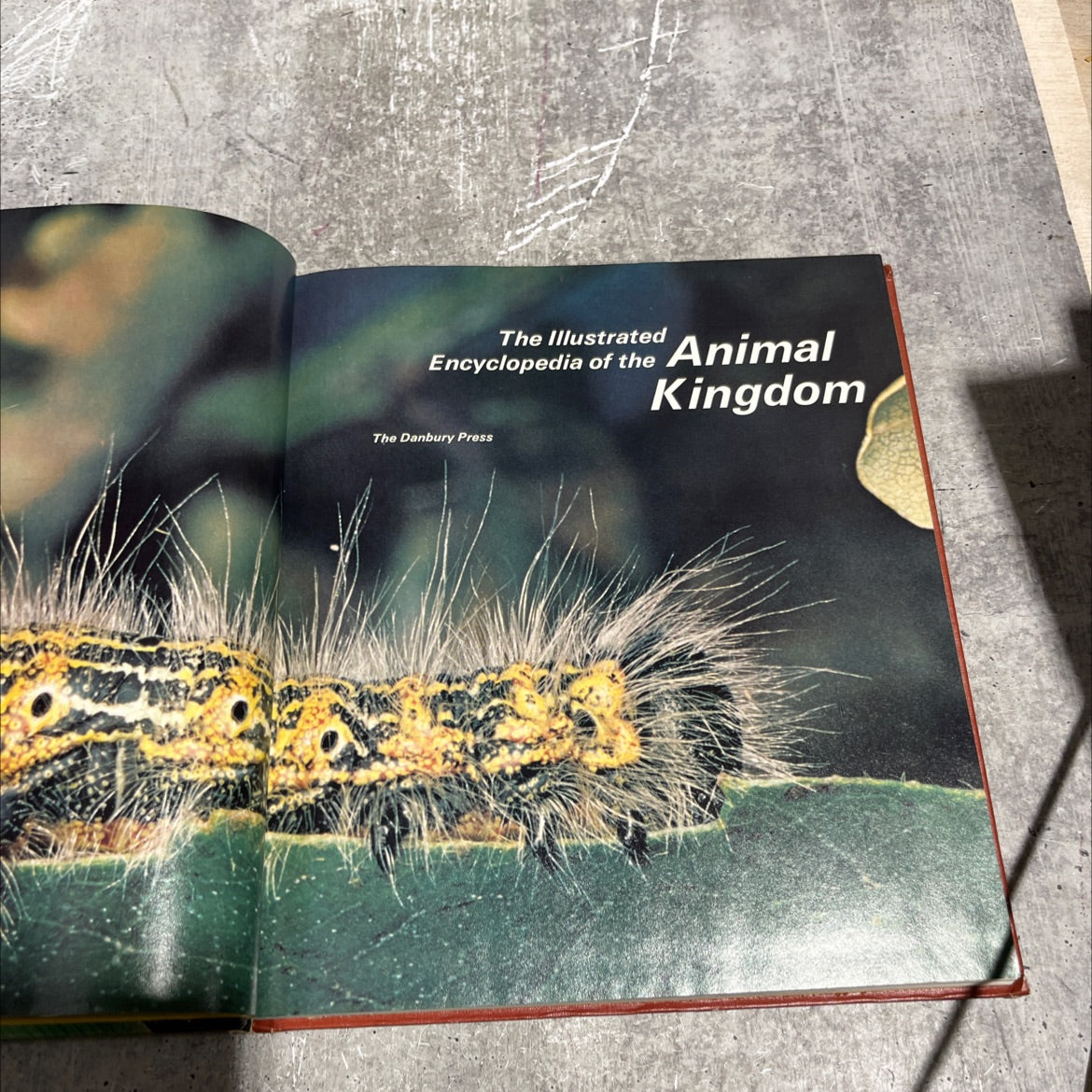 the illustrated animal encyclopedia of the danbury press kingdom book, by percy knauth, 1971 Hardcover image 2