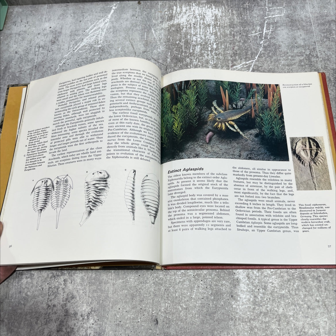 the illustrated animal encyclopedia of the kingdom book, by herbert kondo, 1972 Hardcover image 4