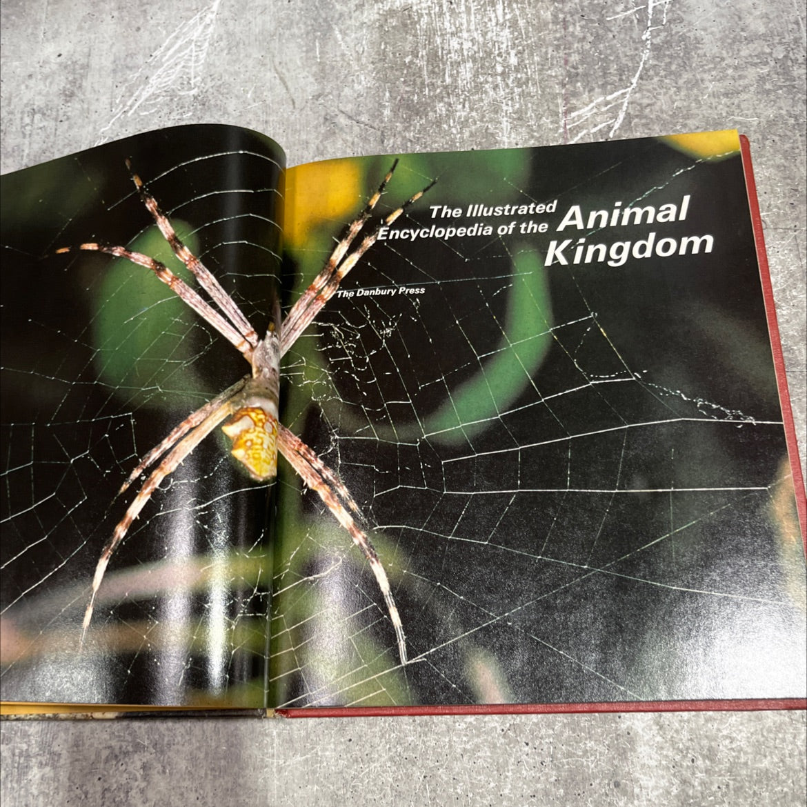 the illustrated animal encyclopedia of the kingdom book, by herbert kondo, 1972 Hardcover image 2